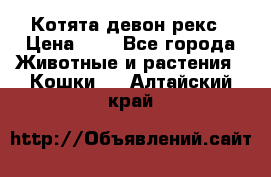 Котята девон рекс › Цена ­ 1 - Все города Животные и растения » Кошки   . Алтайский край